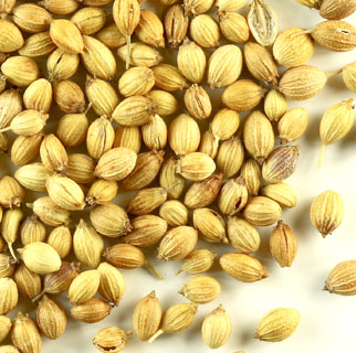 coriander seed