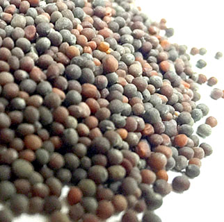 mustard-seed