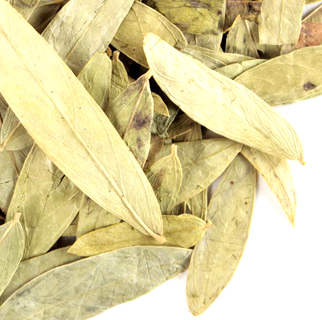seena leave herbs green